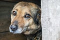Homeless abandoned stray dog ??with very sad smart eyes. The homeless dog looks with huge sad eyes with the hope of finding a home Royalty Free Stock Photo
